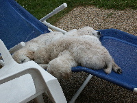 chaise-chiots-trempe.jpg