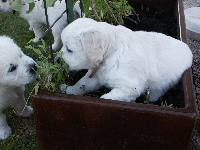 plantes-chiots.jpg